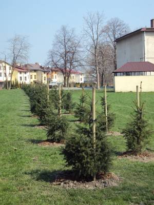 TAURON Polska Energia posadziła drzewa