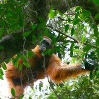  "Sumatra - wyspa ginących orangutanów" - spotkanie z podróżnikiem