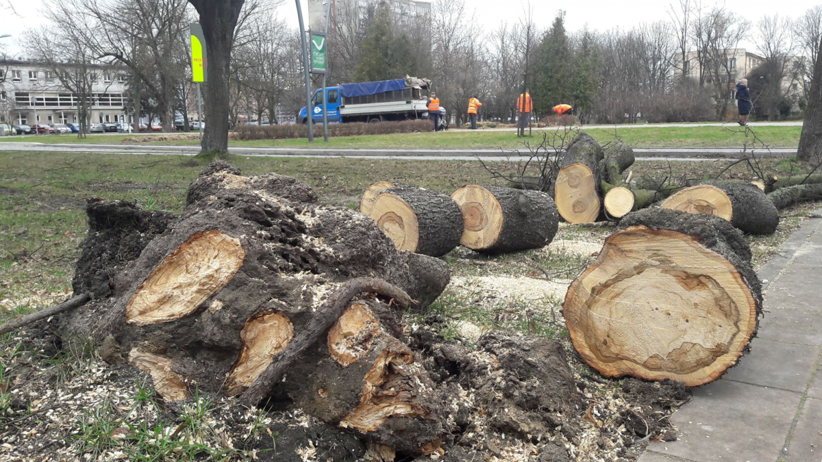 Drzewo przewrócone przez silny wiatr, pocięte na kawałki przez służby usuwające skutki nawałnicy. Autor: Piotr Podsiadły