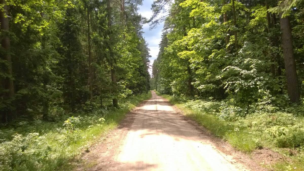 ścieżka w lesie