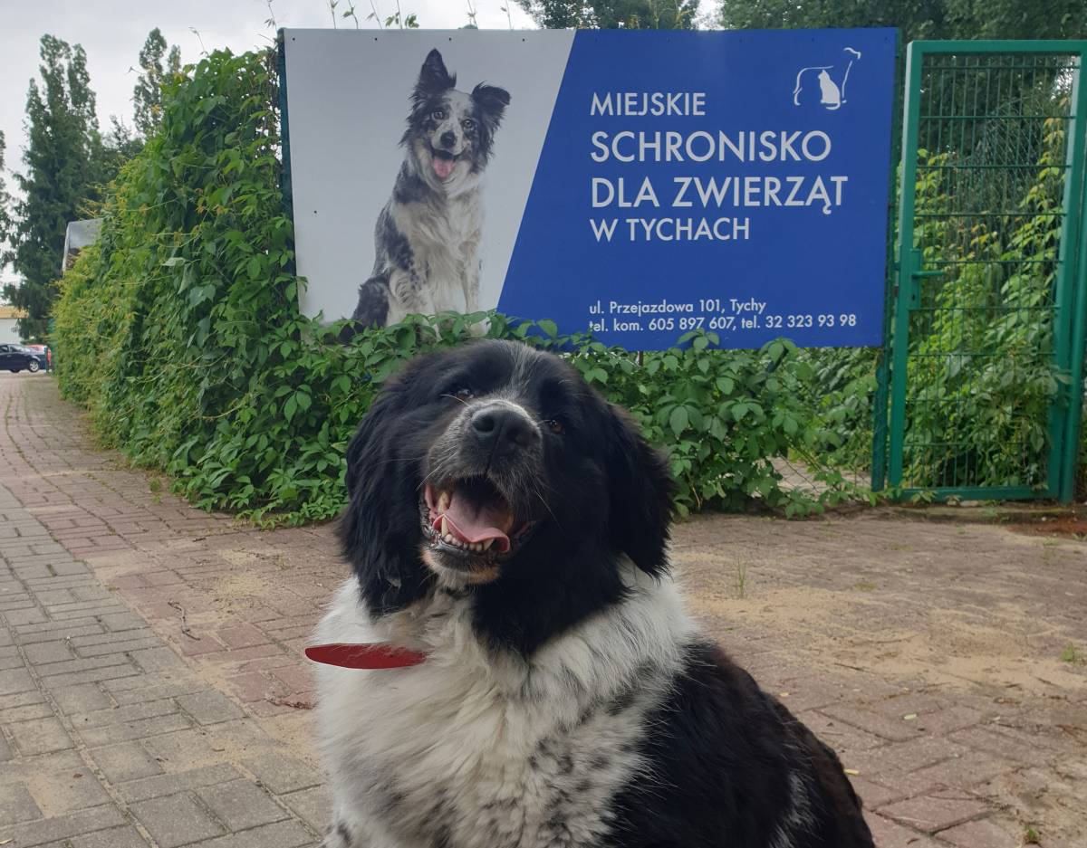 zdjęcie psa na tle baneru Miejskiego Schroniska dla Zwierząt