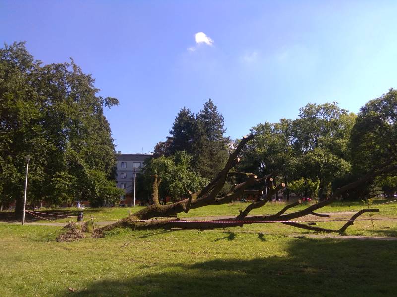 Co dalej z dębem z Parku Niedźwiadków Tychy dobre miejsce