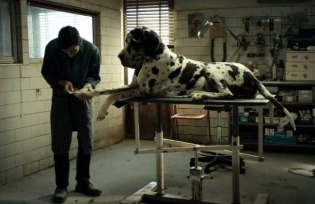 Projekcja filmu Dogman