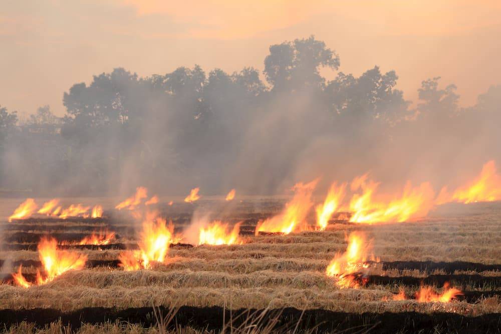 Zdjęcie przedstawiające płonącą łąkę