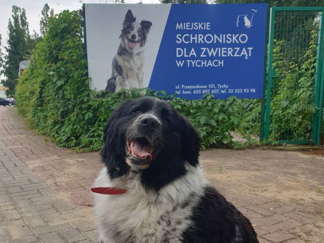 zdjęcie psa na tle baneru Miejskiego Schroniska dla Zwierząt