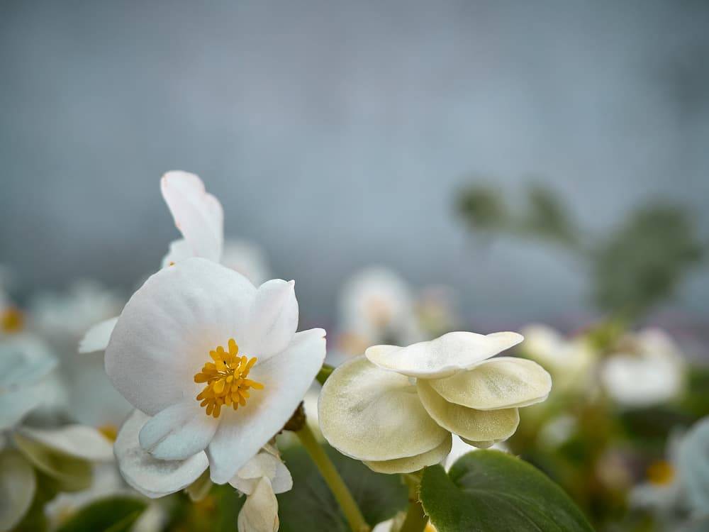 Kwiat białej begonii