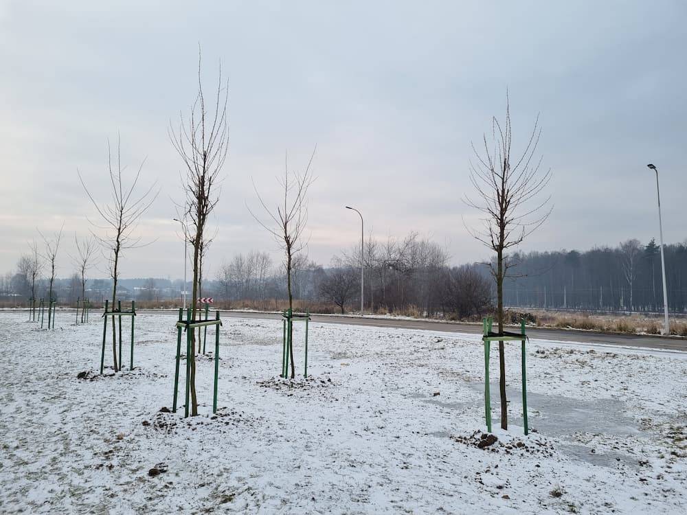 Drzewa nasadzone w grudniu 2021 w Tychach