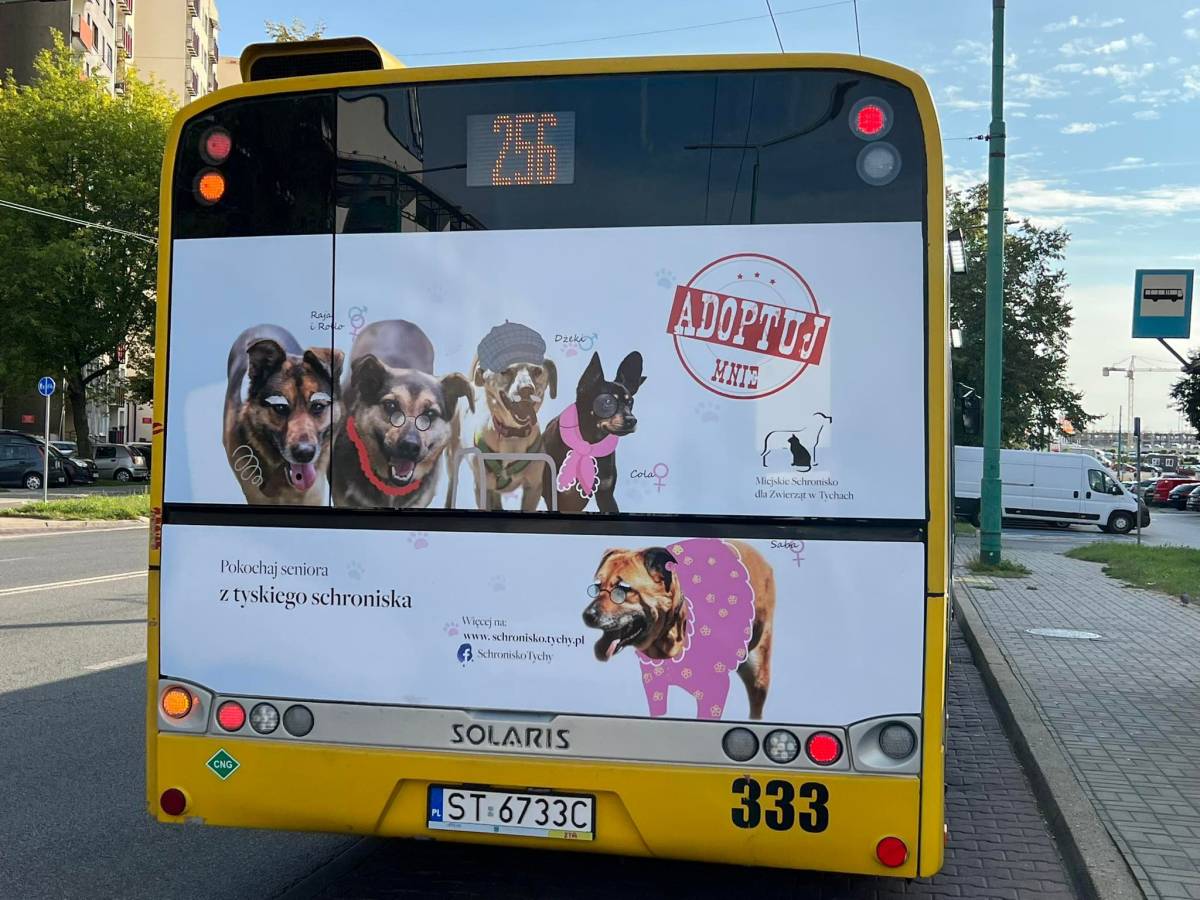 Reklama fullback na autobusie promująca kampanię miejskiego schroniska dla zwierząt "Adoptuj mnie"