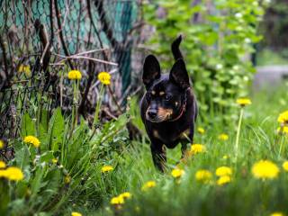 Cola - - psi senior czekający na adopcję w tyskim schronisku dla zwierząt
