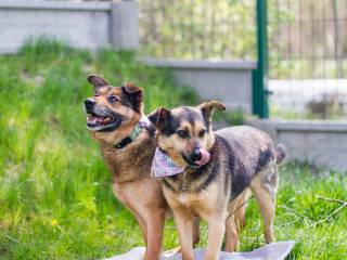 Raja i Rollo - - psi seniorzy czekający na adopcję w tyskim schronisku dla zwierząt
