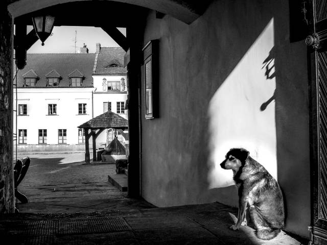 Fotografia uliczna Maksa Skrzeczkowskiego - czarno-biały kadr, brama w której siedzi pies