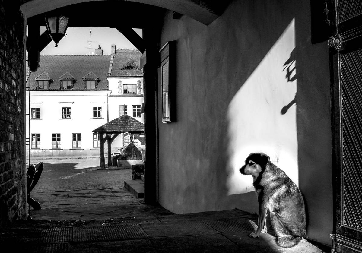 Fotografia uliczna Maksa Skrzeczkowskiego - czarno-biały kadr, brama w której siedzi pies Autor: Maks Skrzeczkowski