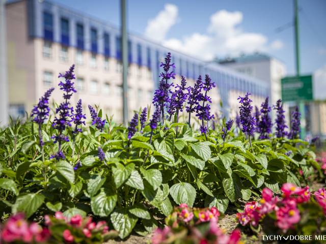 Nasadzenia kwiatowe przy ul. Grota-Roweckiego w Tychach