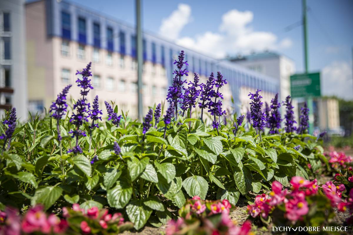 Nasadzenia kwiatowe przy ul. Grota-Roweckiego w Tychach Autor: Piotr Podsiadły