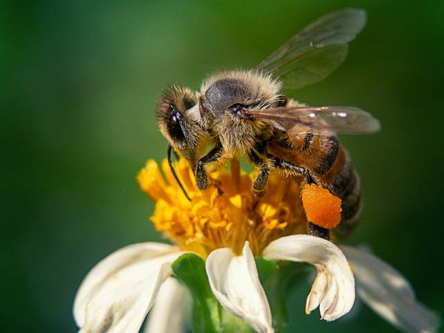 Ważna informacja dla pszczelarzy 