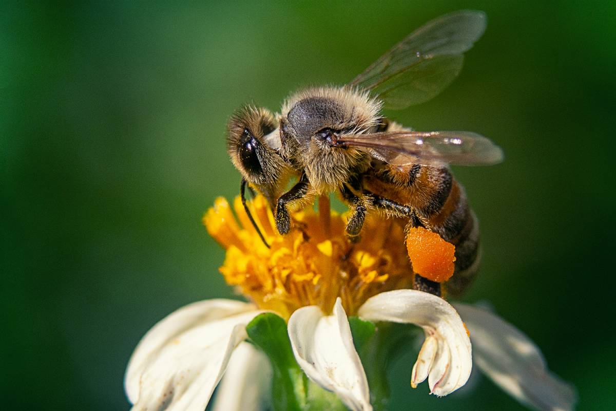 Pszczoła na kwiatku Autor: Freepik.com