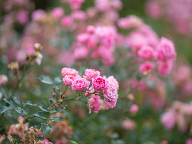 „Zegrōdka w kastlikach” – społeczny ogród z wizytą u księżnej Daisy