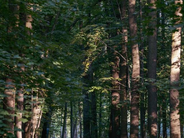 Pierwotność. Korzenie