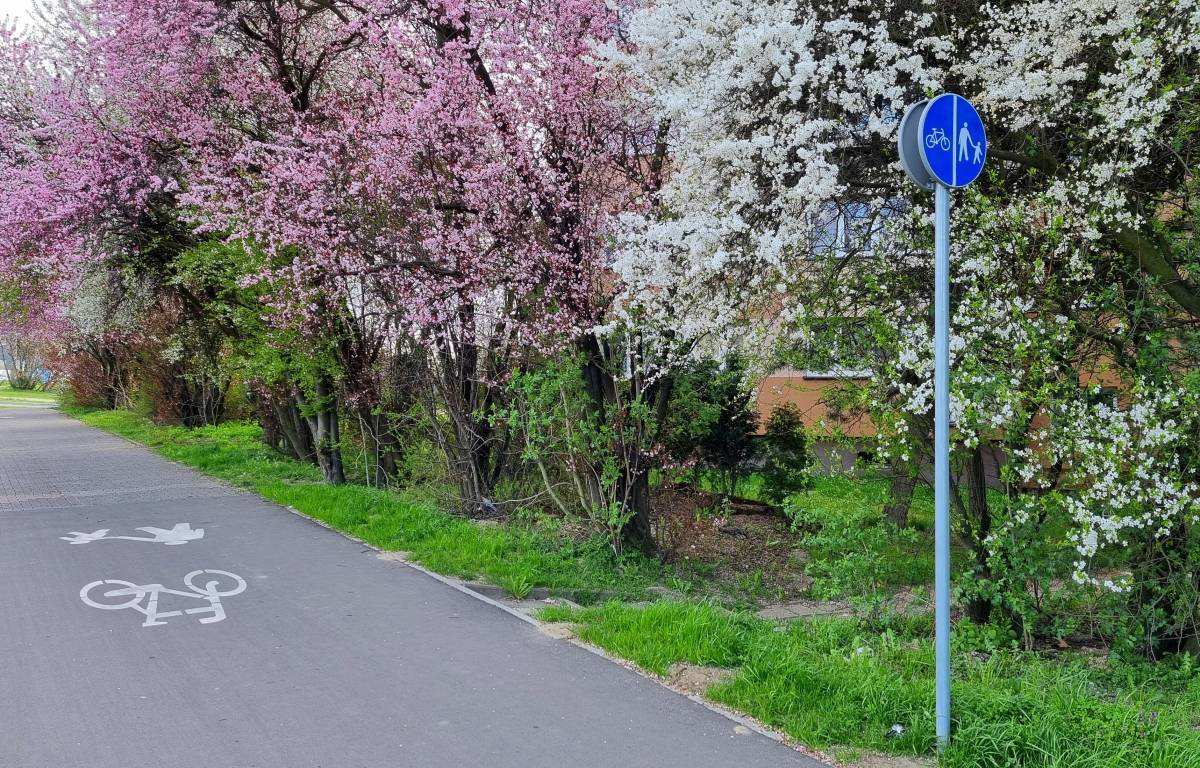 Droga rowerowa i ścieżka dla pieszych, obok drzewa: różwe, białe i zielone, w tle widać blok.