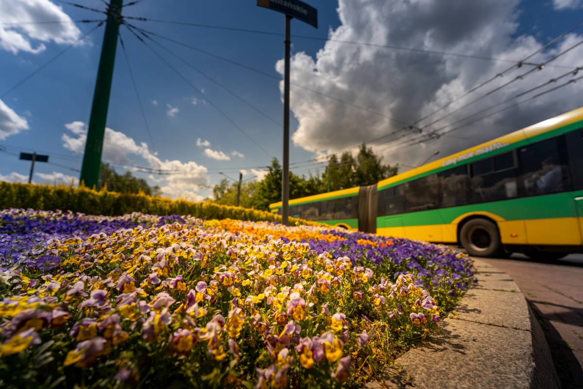 Rondo z kolorowymi kwiatami, w tle jedzie żółto-zielony autobus.