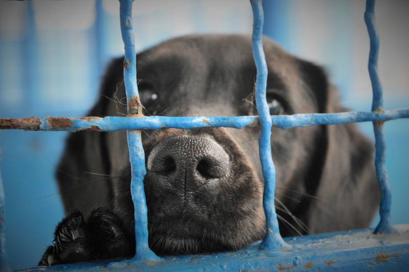Wakacje to trudny czas dla schronisk
