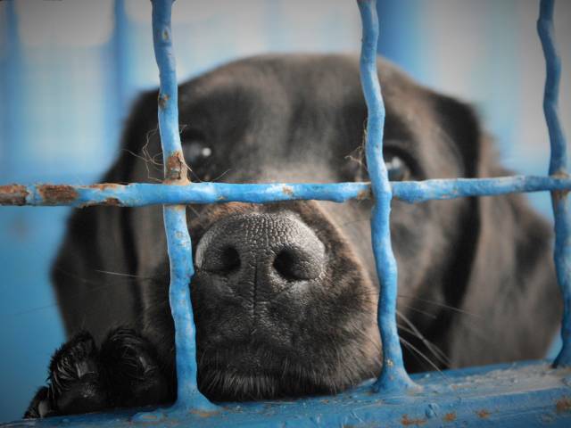 Wakacyjny wzrost liczby zwierząt w schronisku.