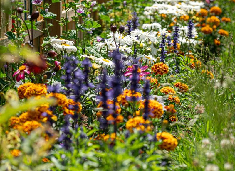 Mieszkańcy Tychów dla zieleni