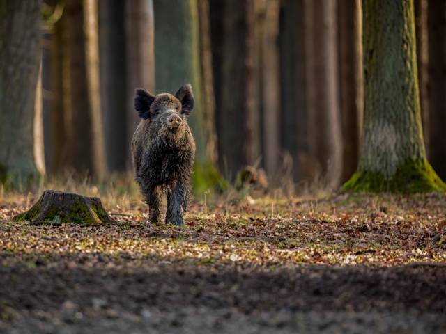 Dziki coraz częściej pojawiają się w mieście