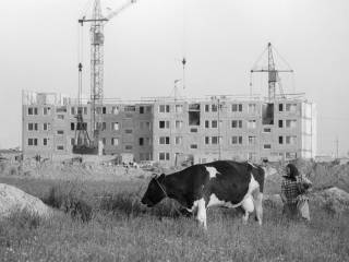 Krowa na tle budowy, osiedle K, ul. Konfederatów Barskich, 1977. Fot. Michał Cała. Zbiory Muzeum Miejskiego w Tychach
