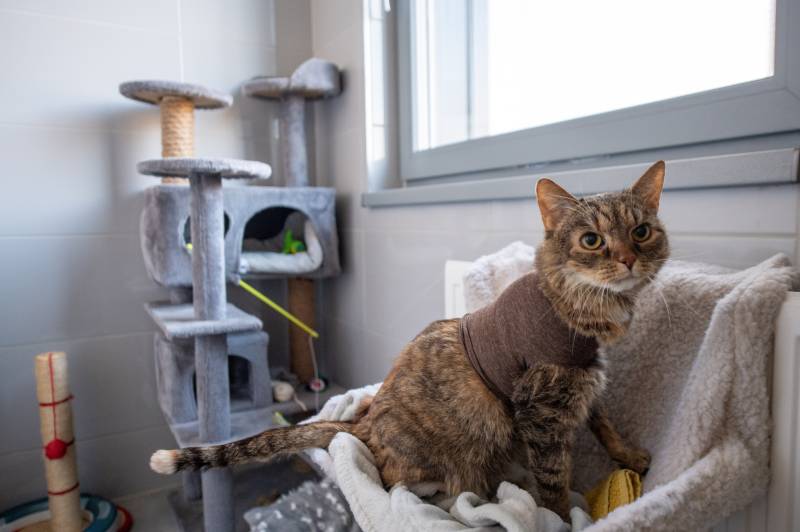 Miasto przeznaczy ponad 1,6 mln zł na opiekę nad zwierzętami i zapobieganie ich bezdomności