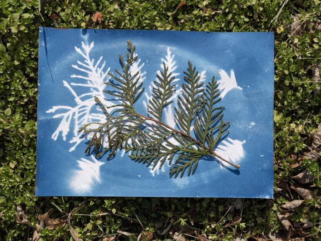 Liście zapisane słońcem