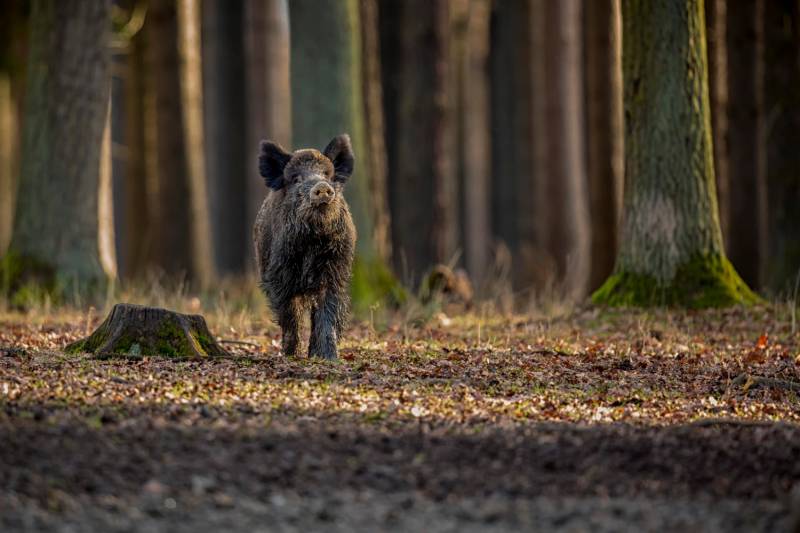 Dziki w mieście – przypominamy zasady bezpieczeństwa