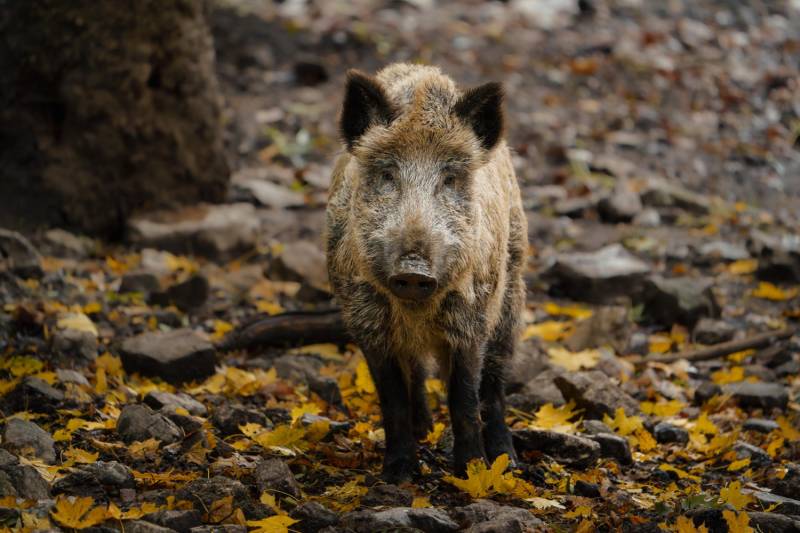 Dziki w mieście. Przypominamy zasady bezpieczeństwa